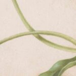 Practicing Multispecies Justice: A Conversation with Danielle Celermajer