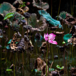 Workshop ‘Ecopoetics in the Anthropocene’, with Juliana Spahr and Tom van Bunnik.