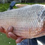 Coming Wednesday: ‘Hydrologies of Dispossession’, online lecture by Ifor Duncan